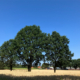 LQ_Bakertand in ruste_Marjon van Gils