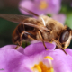 LQ_Marianne Grimmelius - Bestuiving