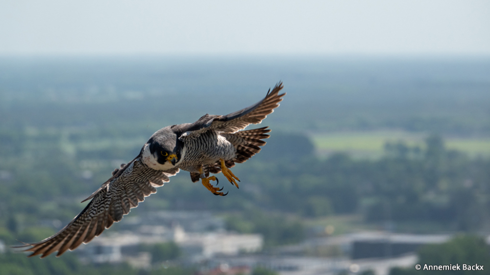 LQ_Annemiek Backx - Vogelvrij HQ-4