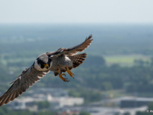 LQ_Annemiek Backx - Vogelvrij HQ-4