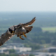 LQ_Annemiek Backx - Vogelvrij HQ-4