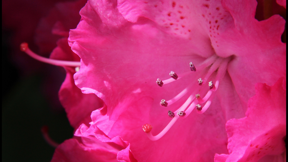 LQ_Marianne Grimmelius_Rhododendron
