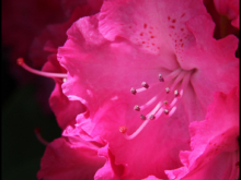 LQ_Marianne Grimmelius_Rhododendron