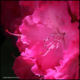 LQ_Marianne Grimmelius_Rhododendron