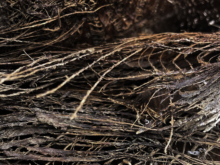 GvGils_Fibres