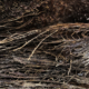 GvGils_Fibres
