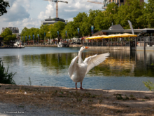 LQ_Annemiek Backx - Zomer in de Piushaven