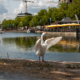 LQ_Annemiek Backx - Zomer in de Piushaven